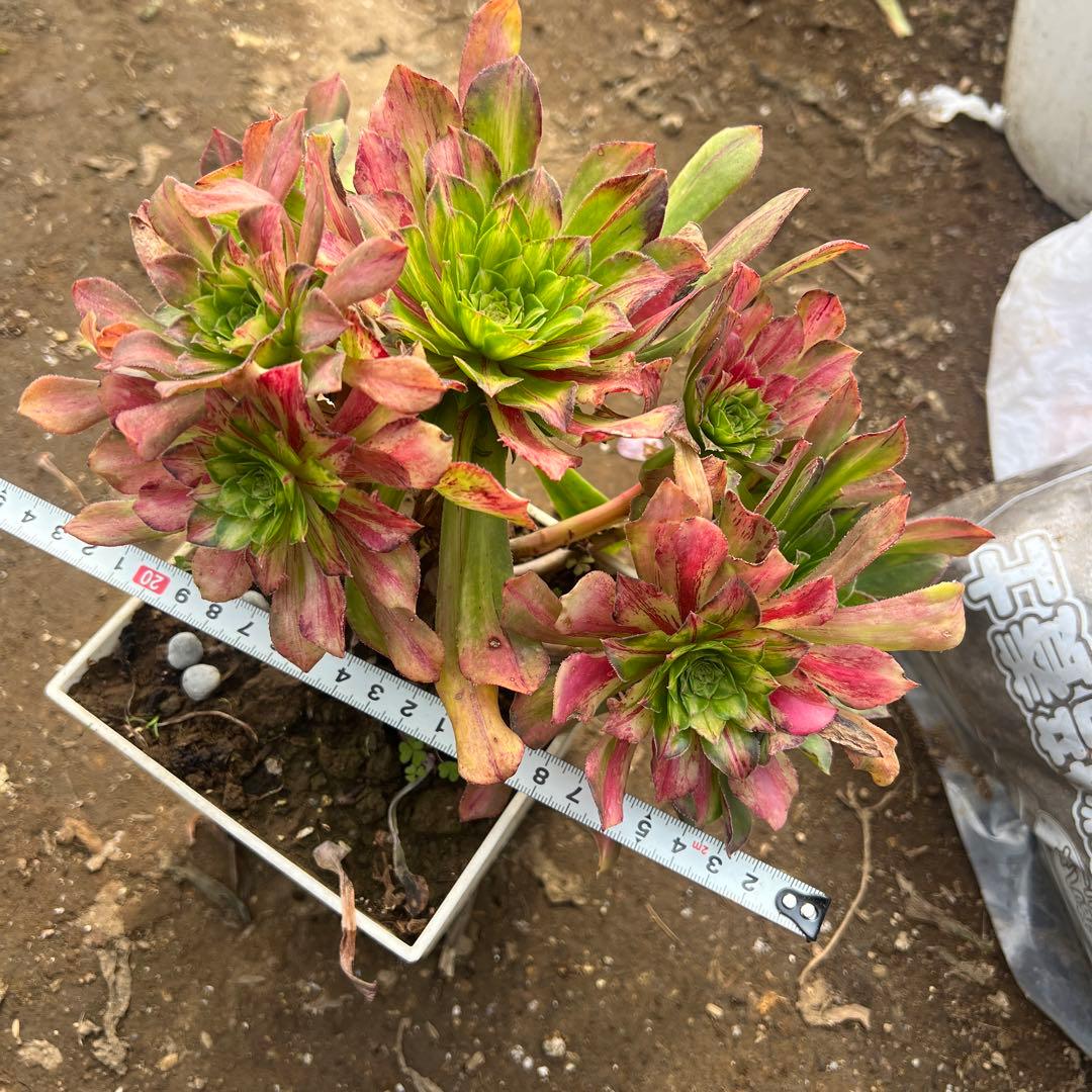 多肉植物。 知否法师錦抜き苗8頭