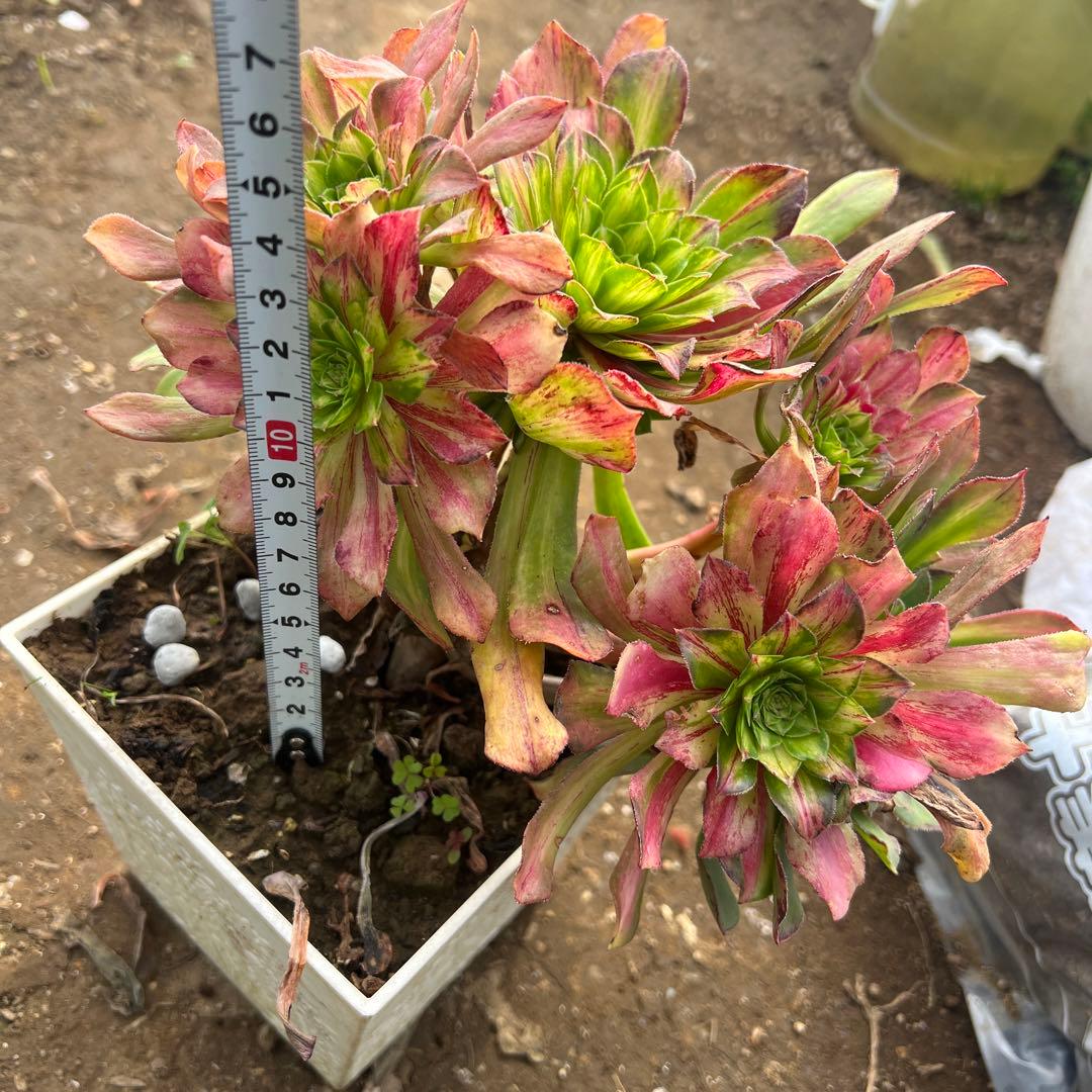 多肉植物。 知否法师錦抜き苗8頭