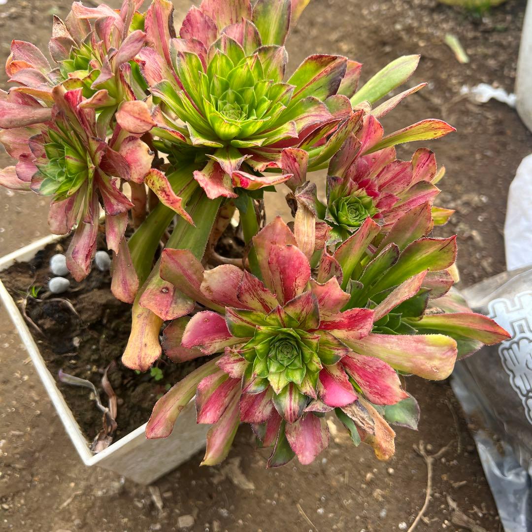 多肉植物。 知否法师錦抜き苗8頭