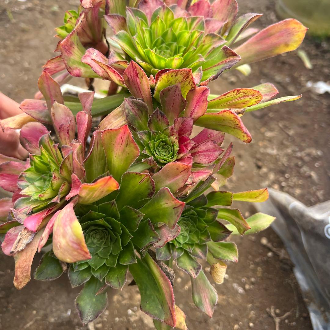 多肉植物。 知否法师錦抜き苗8頭