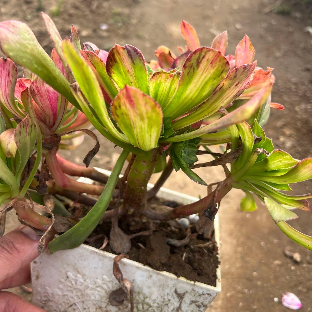 多肉植物。 知否法师錦抜き苗8頭