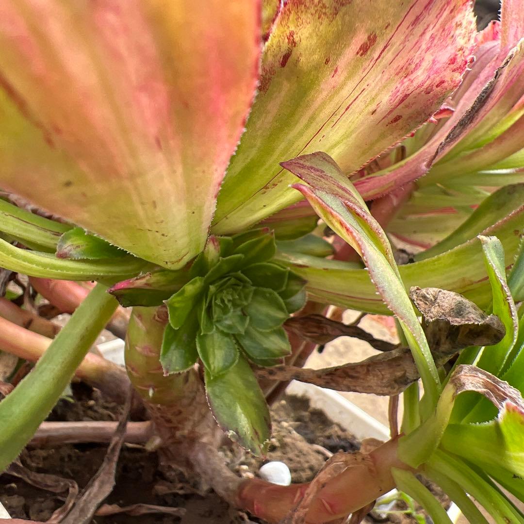 多肉植物。 知否法师錦抜き苗8頭