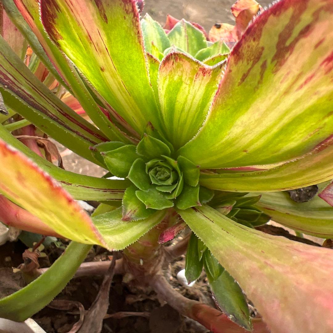 多肉植物。 知否法师錦抜き苗8頭