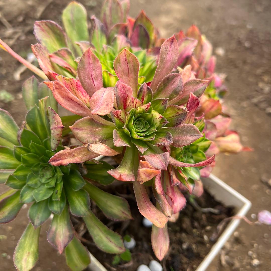 多肉植物。 知否法师錦抜き苗8頭