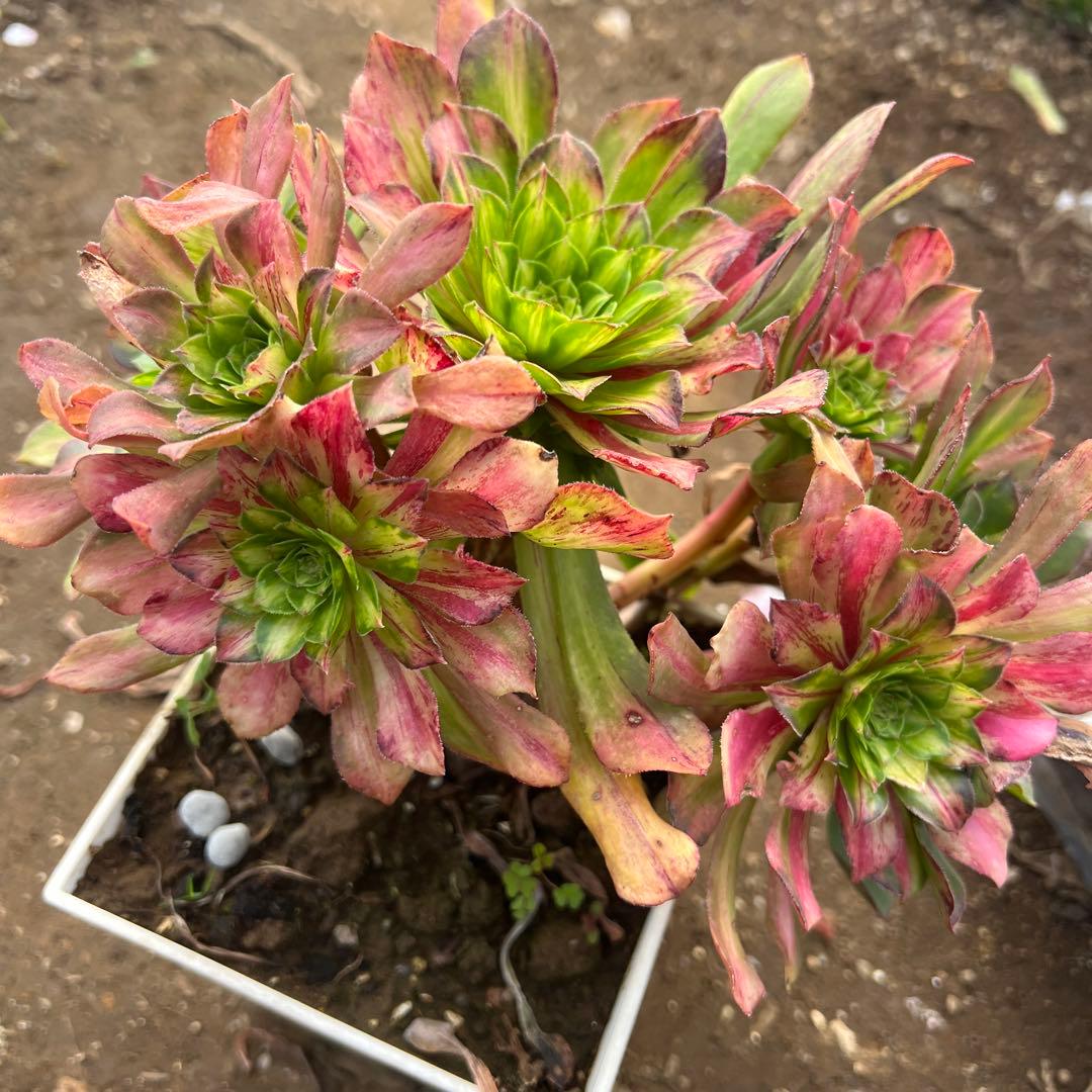 多肉植物。 知否法师錦抜き苗8頭