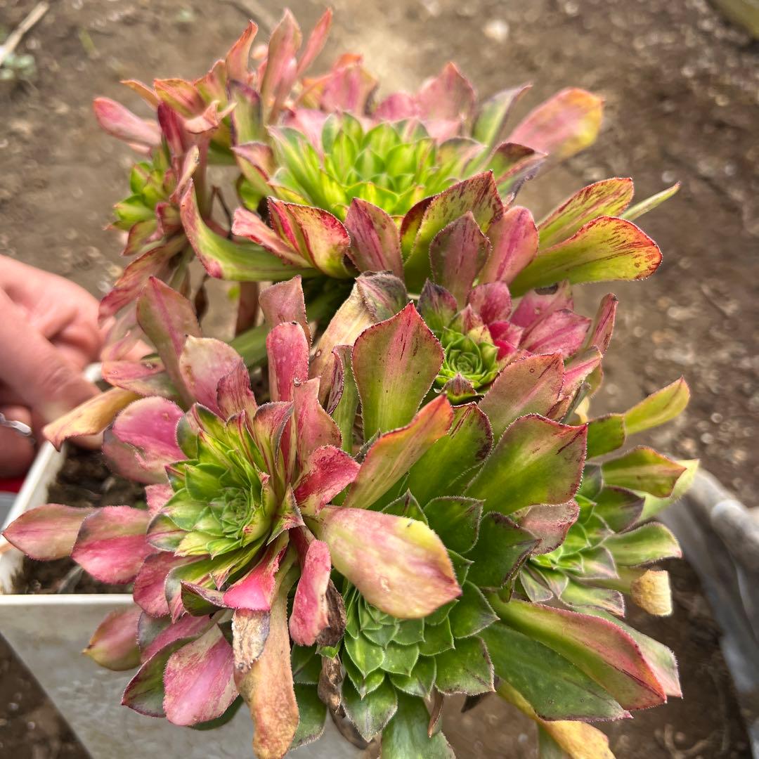 多肉植物。 知否法师錦抜き苗8頭