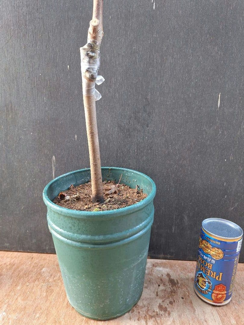 ポポー　苗木　【オーバーリース】