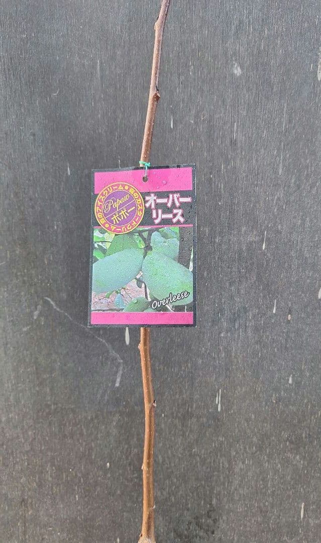 ポポー　苗木　【オーバーリース】