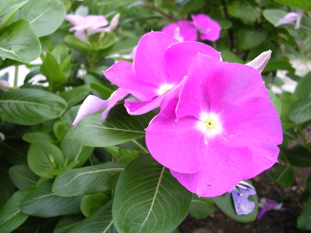 実写美⭕️美品【動作確認済】Nikon COOLPIX 3100 シルバー