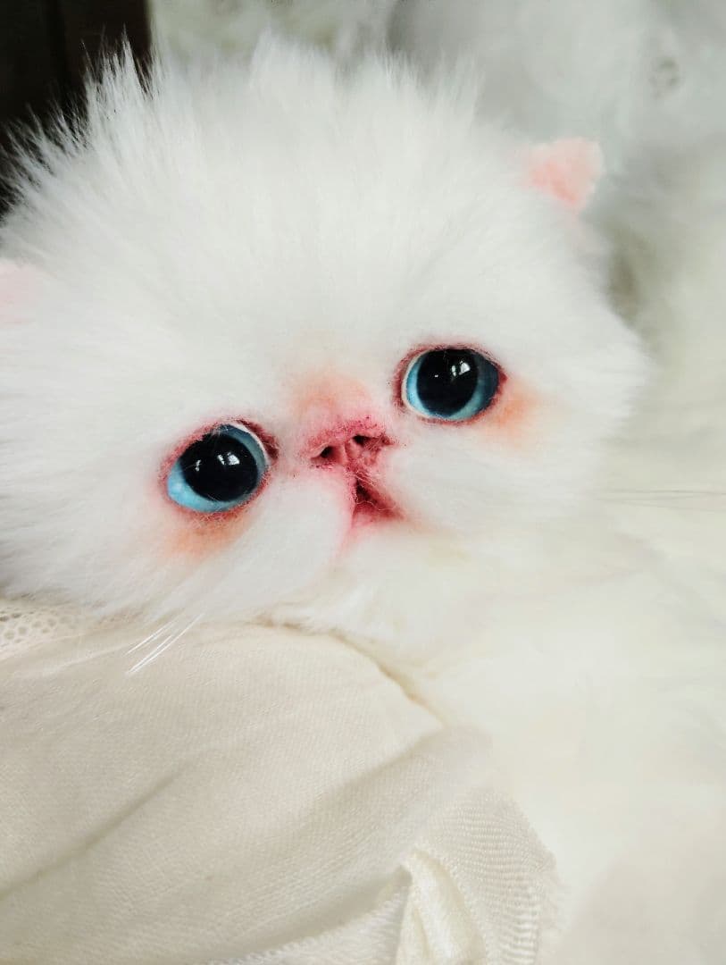 よちよち〜短足♡ころころボディ♡エキゾチック子猫ちゃん♡アートドール♡ぬいぐるみ