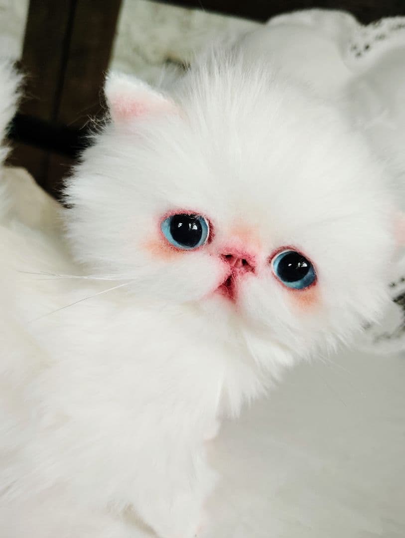 よちよち〜短足♡ころころボディ♡エキゾチック子猫ちゃん♡アートドール♡ぬいぐるみ