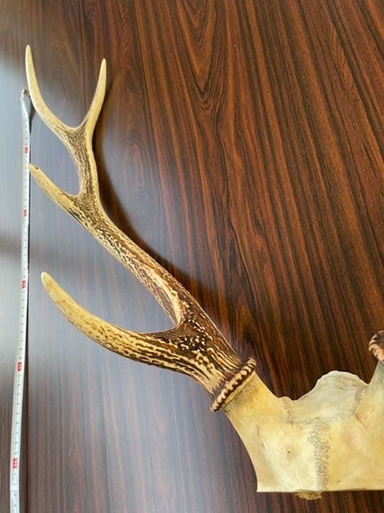 ＜値下＞【天然 日本鹿のツノ】 シカ 角 特大サイズ