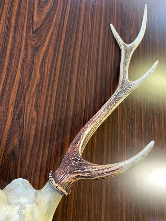 ＜値下＞【天然 日本鹿のツノ】 シカ 角 特大サイズ