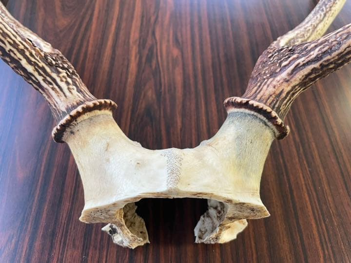 ＜値下＞【天然 日本鹿のツノ】 シカ 角 特大サイズ