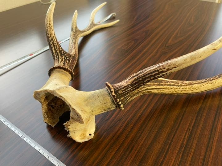 ＜値下＞【天然 日本鹿のツノ】 シカ 角 特大サイズ