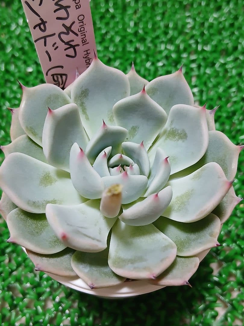 【ルイパパさん苗】そわそわ×シャドー(命名株)【札付き】鉢ごと発送