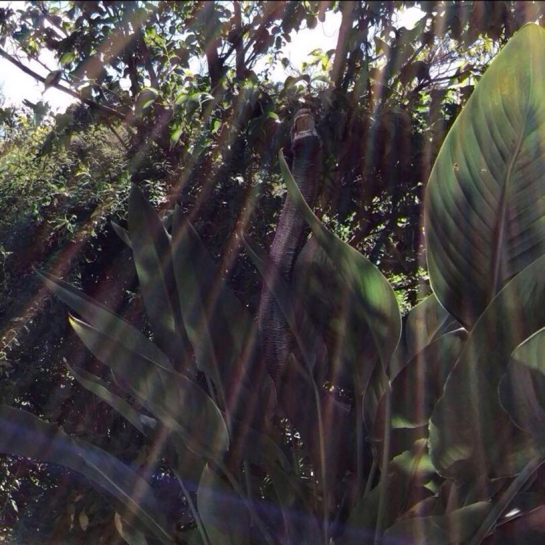 海洋堂 1990年製 ブラキオサウルス 80cm巨大フィギュア 美品