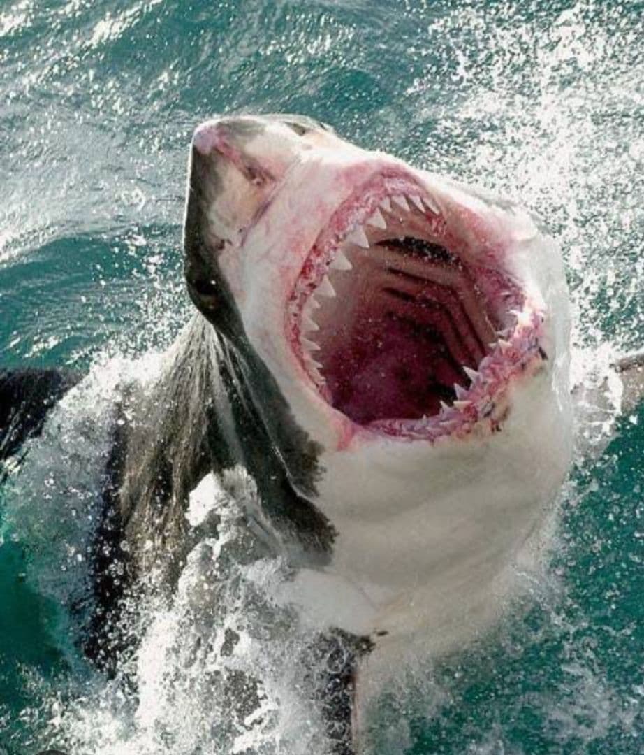 サメの歯　ナローホワイト　USA産　ホホジロザメ祖先種 (細型)