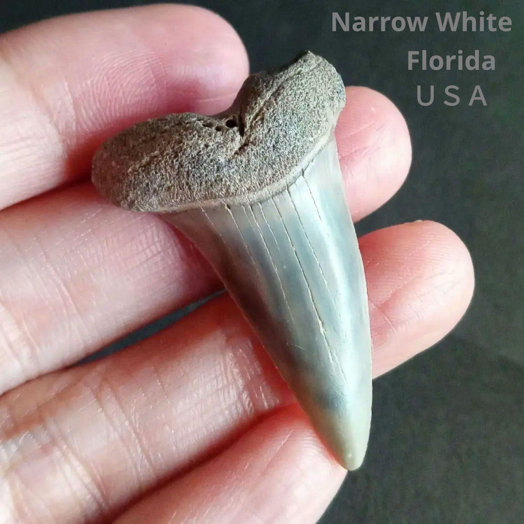 サメの歯　ナローホワイト　USA産　ホホジロザメ祖先種 (細型)