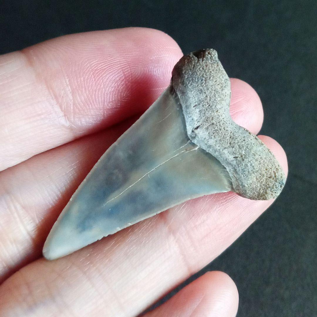 サメの歯　ナローホワイト　USA産　ホホジロザメ祖先種 (細型)