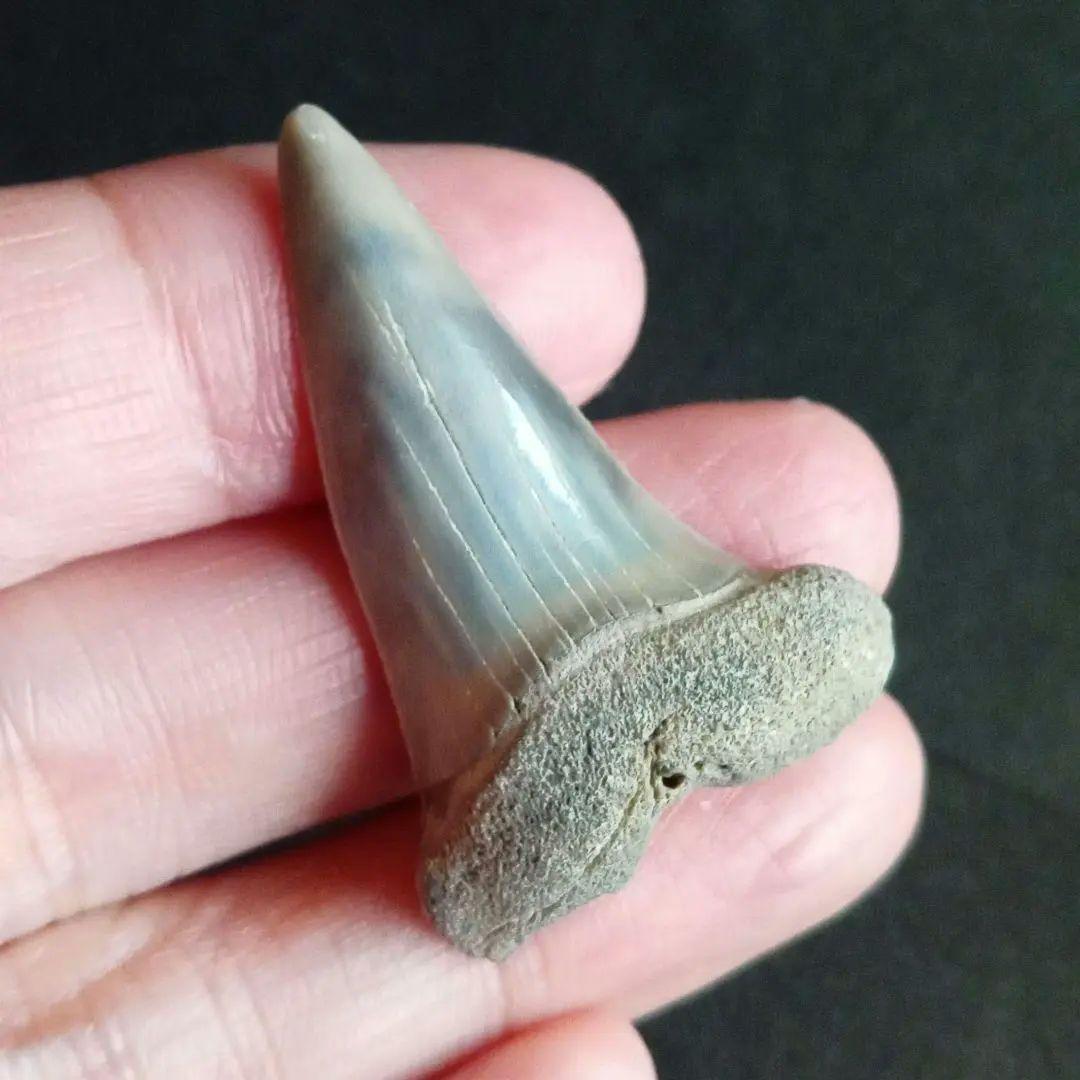 サメの歯　ナローホワイト　USA産　ホホジロザメ祖先種 (細型)