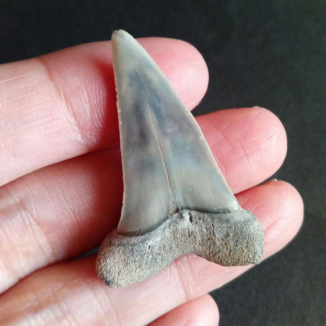 サメの歯　ナローホワイト　USA産　ホホジロザメ祖先種 (細型)