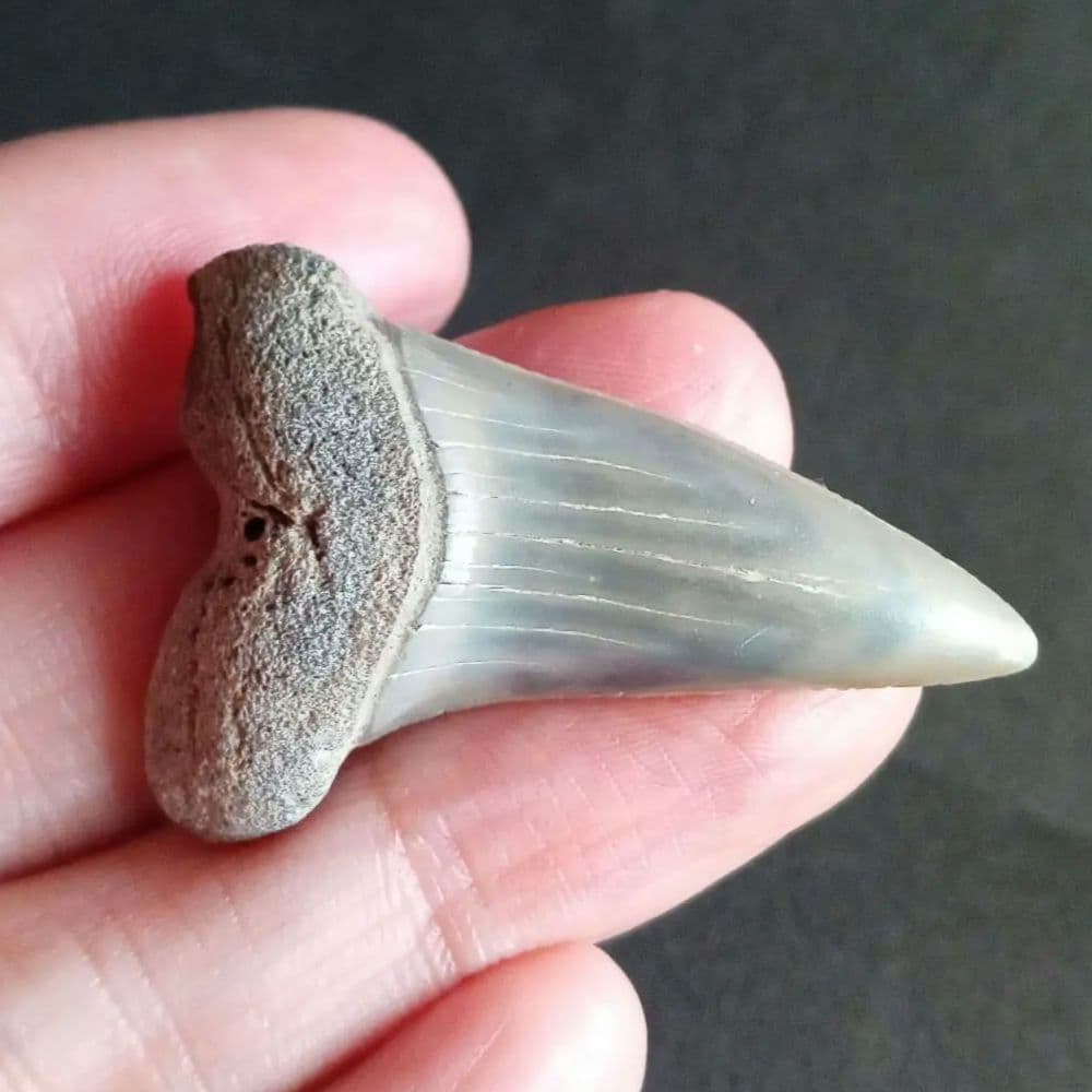 サメの歯　ナローホワイト　USA産　ホホジロザメ祖先種 (細型)