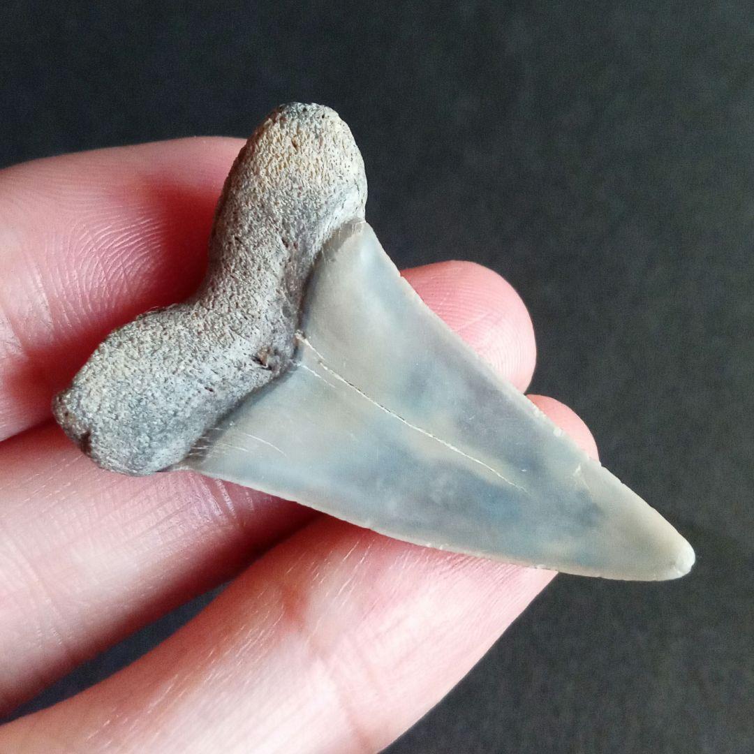 サメの歯　ナローホワイト　USA産　ホホジロザメ祖先種 (細型)