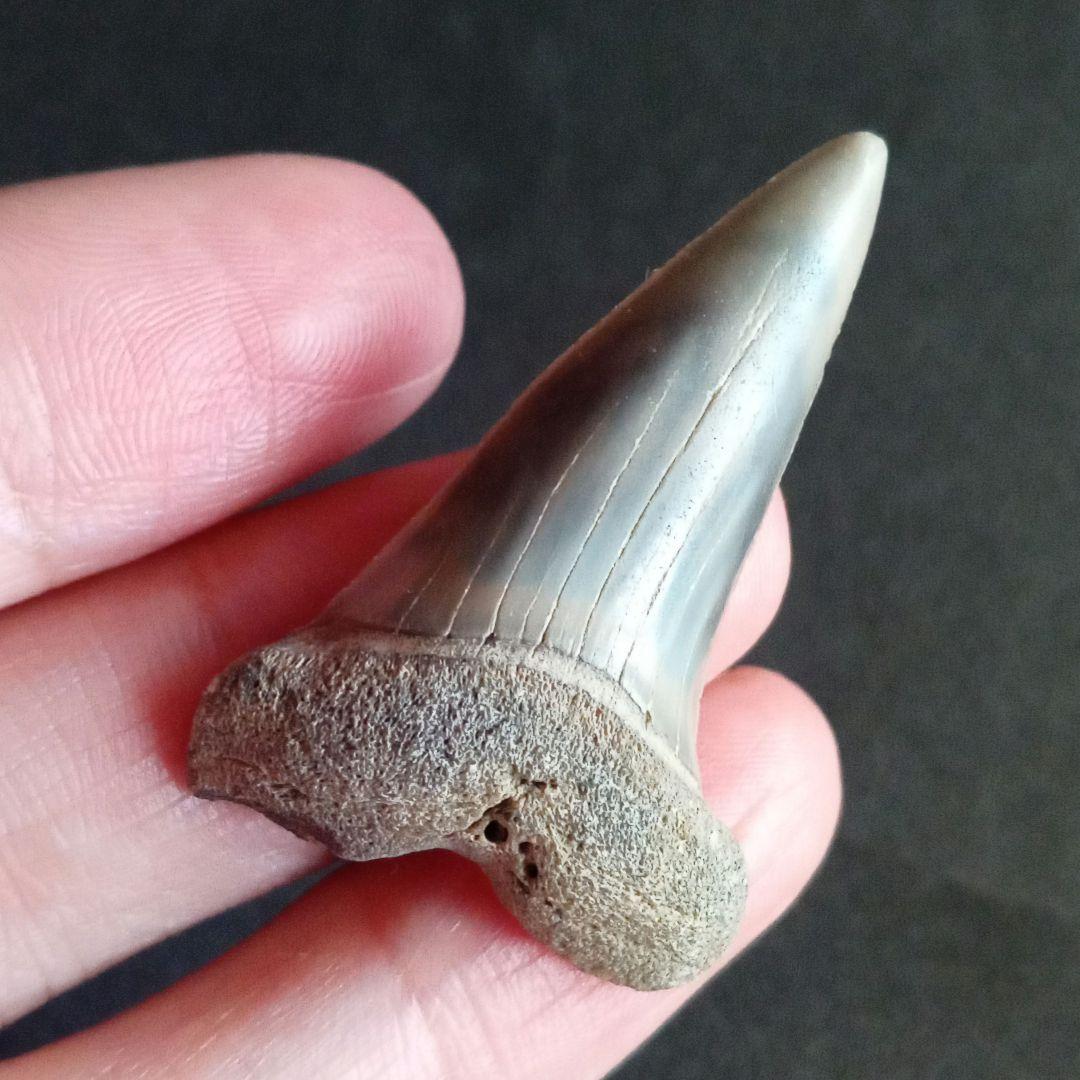 サメの歯　ナローホワイト　USA産　ホホジロザメ祖先種 (細型)