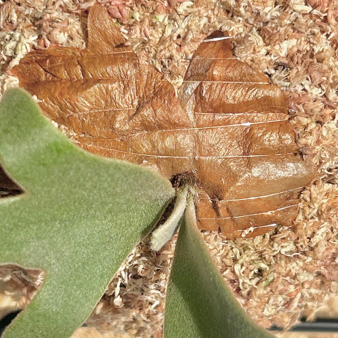 P. willinckii OMG x Nano Mix Spore 【90】