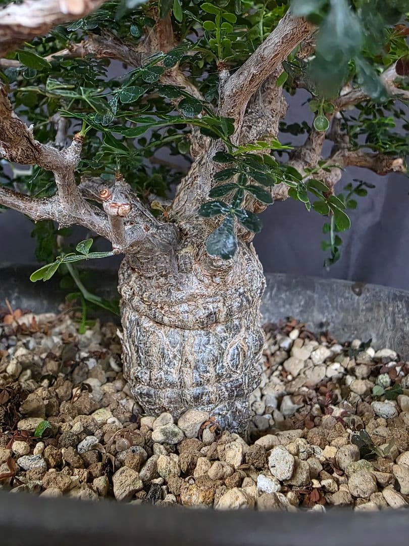 幹幅3.84cm 塊根植物 オペルクリカリア パキプス 実生 7年目抜粋