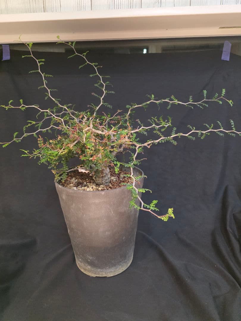 幹幅3.84cm 塊根植物 オペルクリカリア パキプス 実生 7年目抜粋