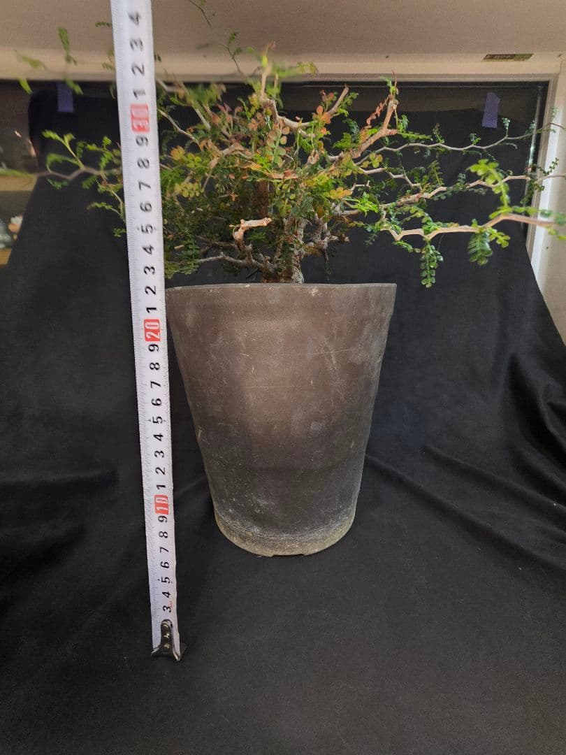 幹幅3.84cm 塊根植物 オペルクリカリア パキプス 実生 7年目抜粋