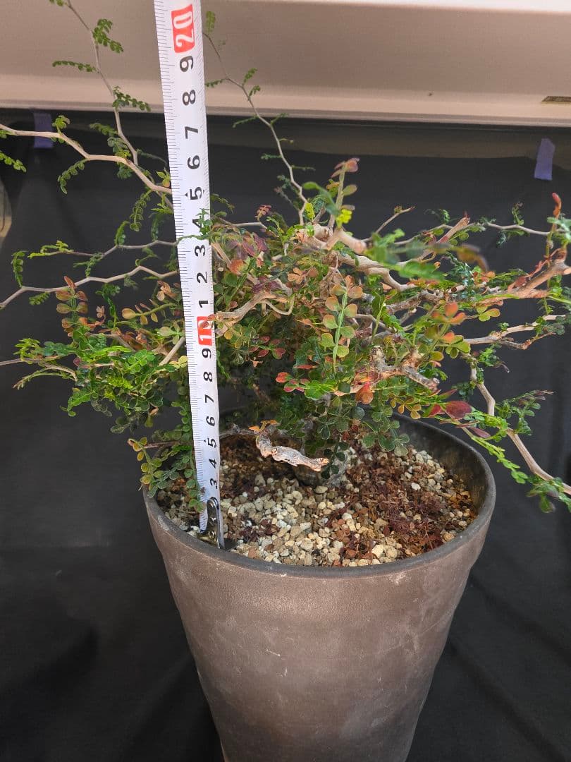 幹幅3.84cm 塊根植物 オペルクリカリア パキプス 実生 7年目抜粋