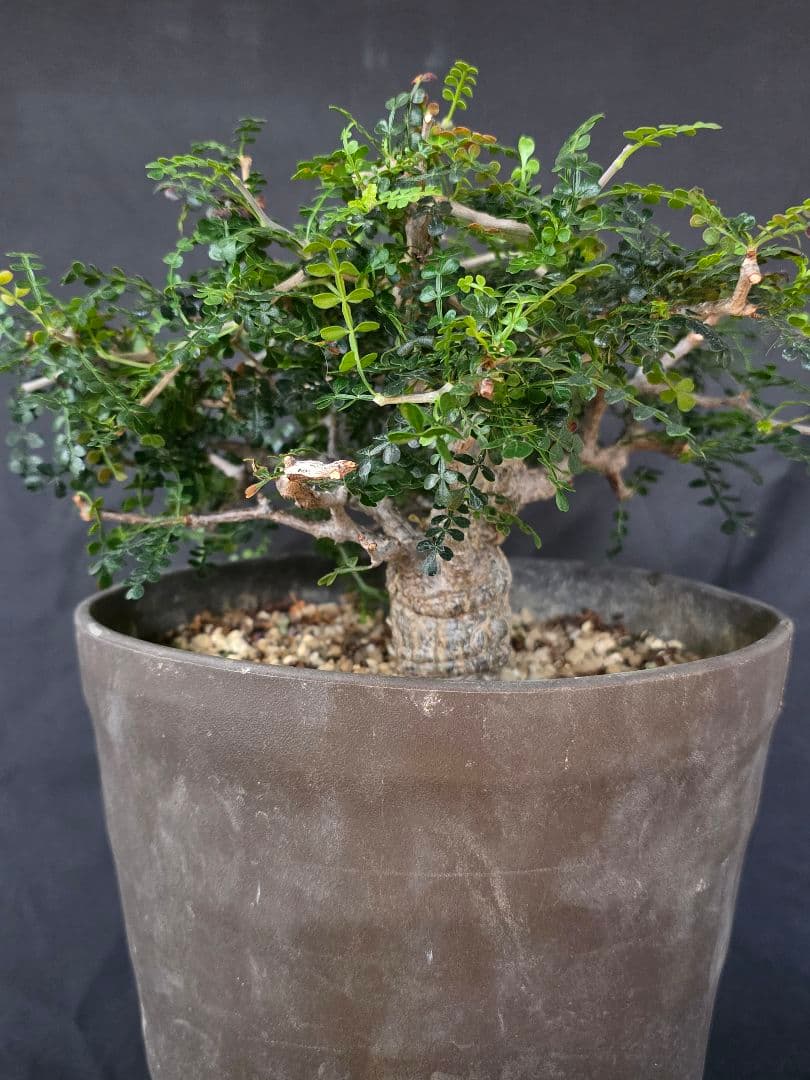 幹幅3.84cm 塊根植物 オペルクリカリア パキプス 実生 7年目抜粋