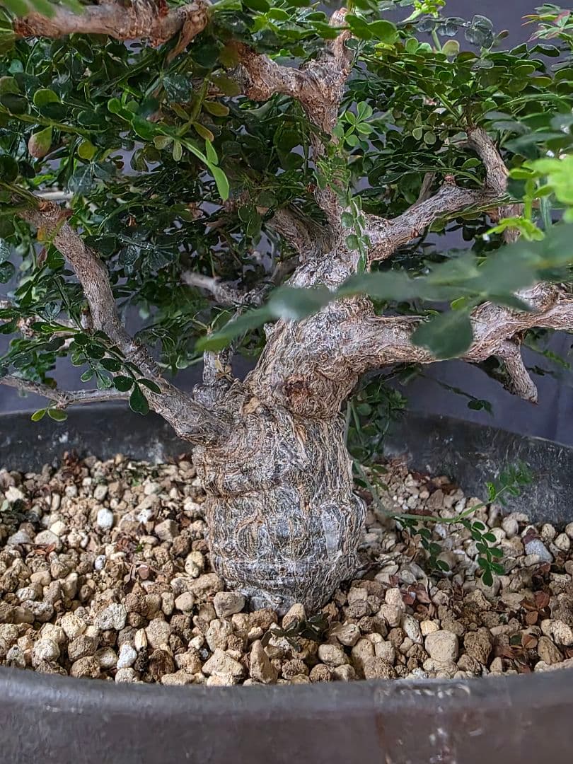 幹幅3.84cm 塊根植物 オペルクリカリア パキプス 実生 7年目抜粋