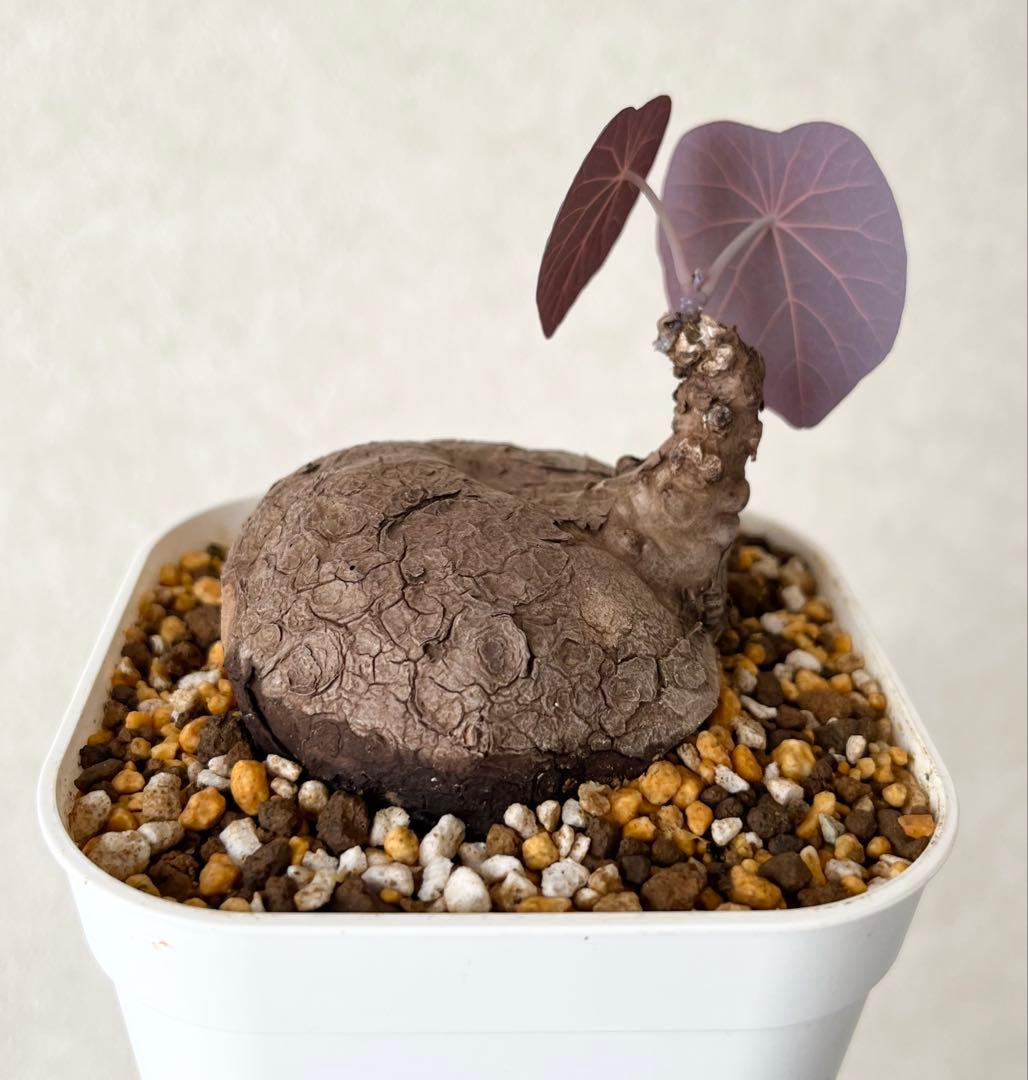ステファニア カウィーサキー（kaweesakii）鉢植え A-15（発根済み）