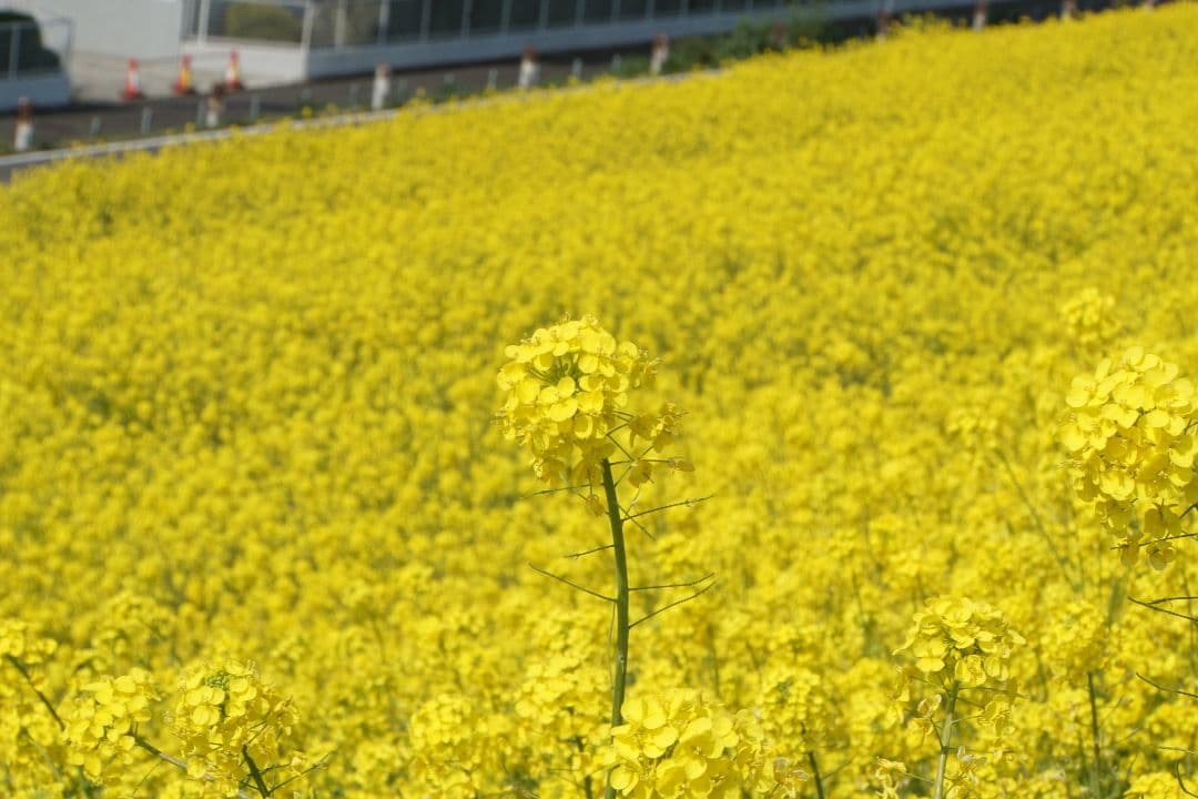 SONY　SEL18200LE　E-mount