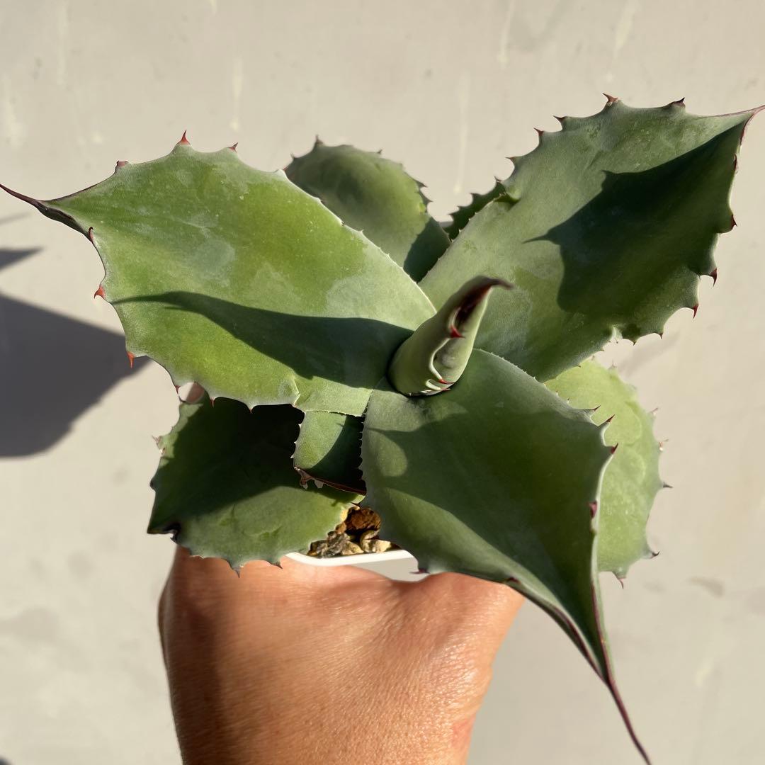 専用　アガベ　オバティフォリアドワーフ 葉折れあり　2株　抜き苗発送