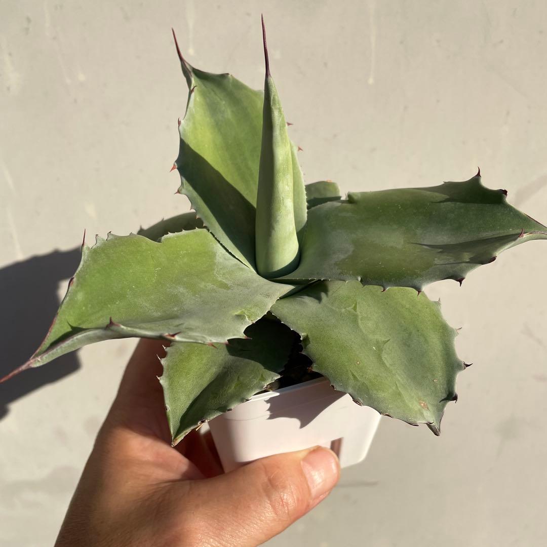 専用　アガベ　オバティフォリアドワーフ 葉折れあり　2株　抜き苗発送