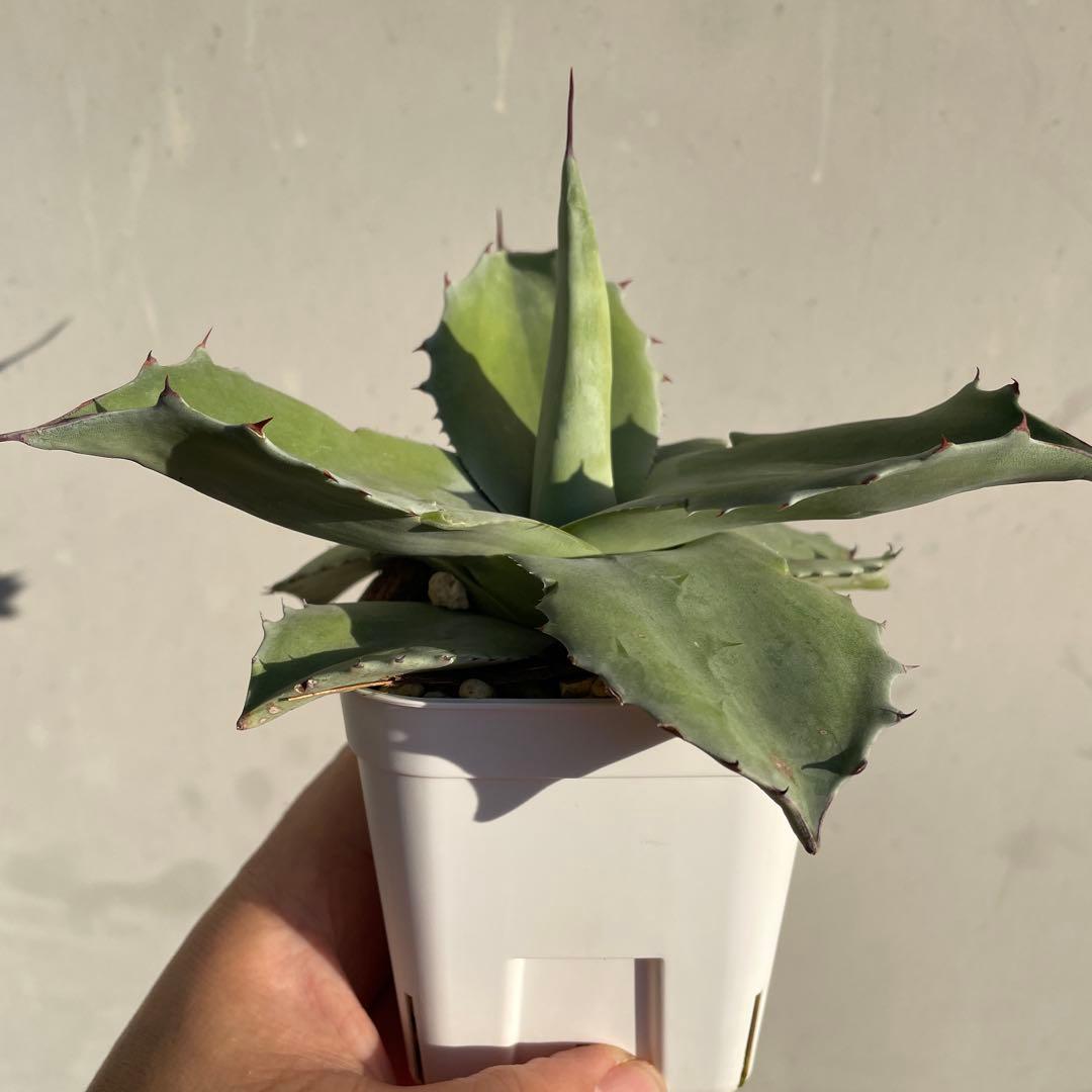 専用　アガベ　オバティフォリアドワーフ 葉折れあり　2株　抜き苗発送