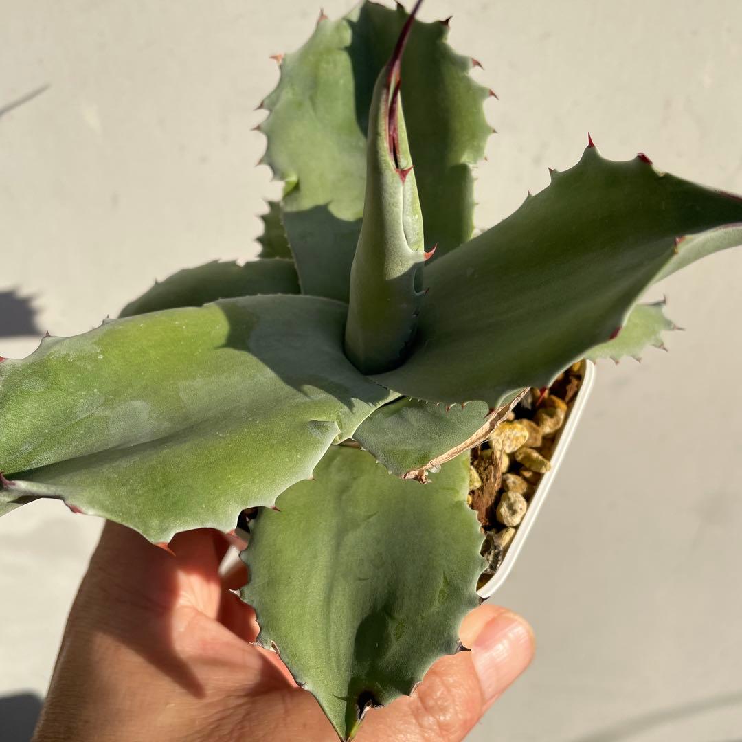 専用　アガベ　オバティフォリアドワーフ 葉折れあり　2株　抜き苗発送