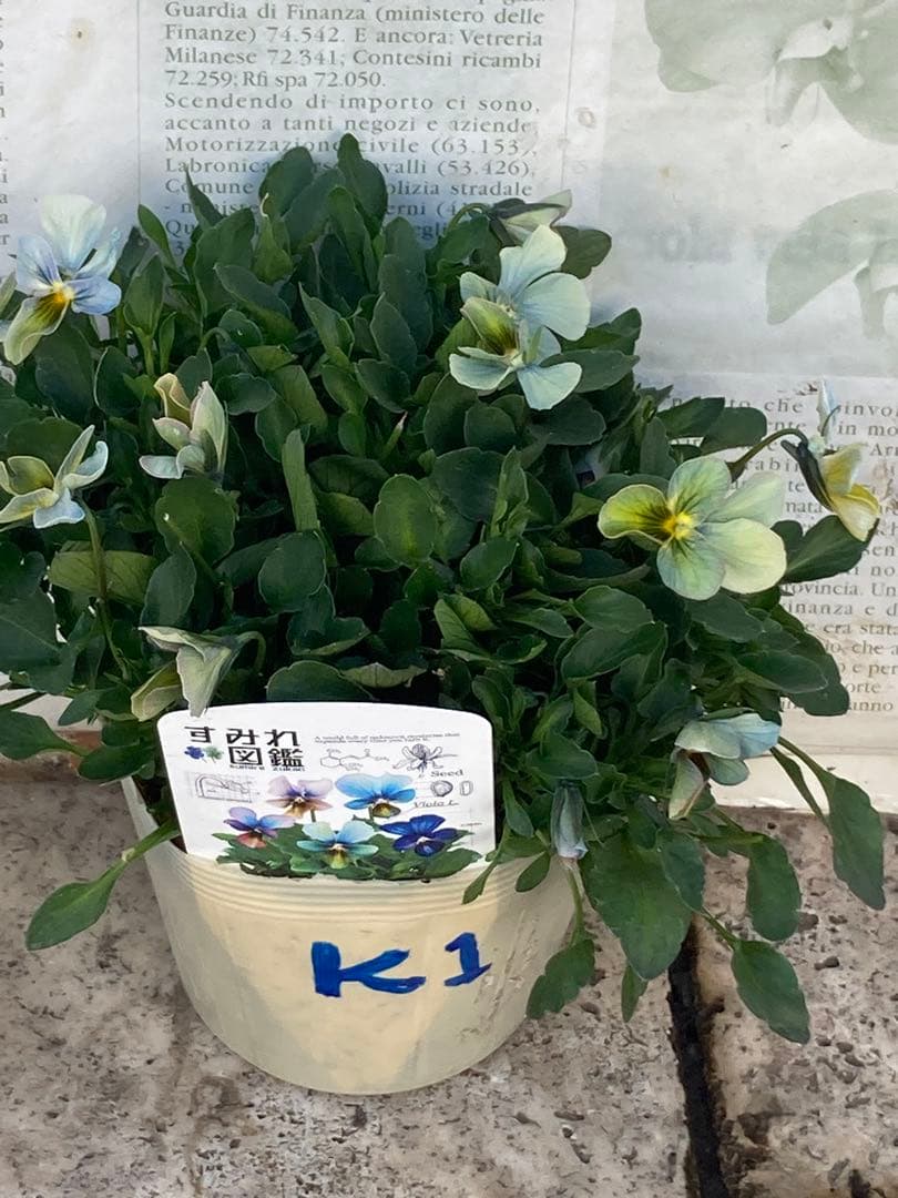 すみれ図鑑　ビオラ　濃緑青　Ｋ１