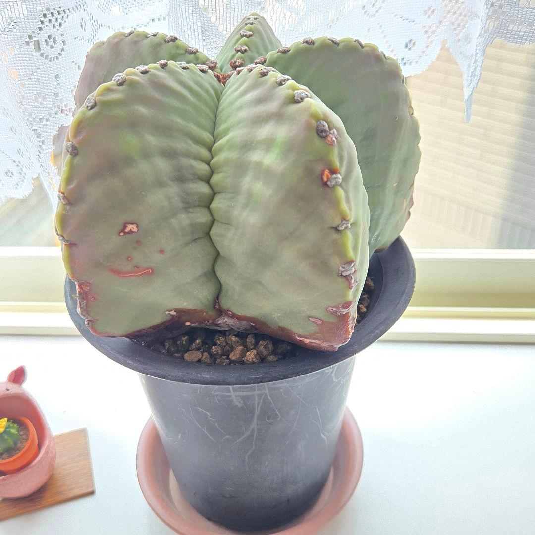 ♦わぉすごい♦碧瑠璃鸞鳳玉【アストロフィッツム】国内実生大物