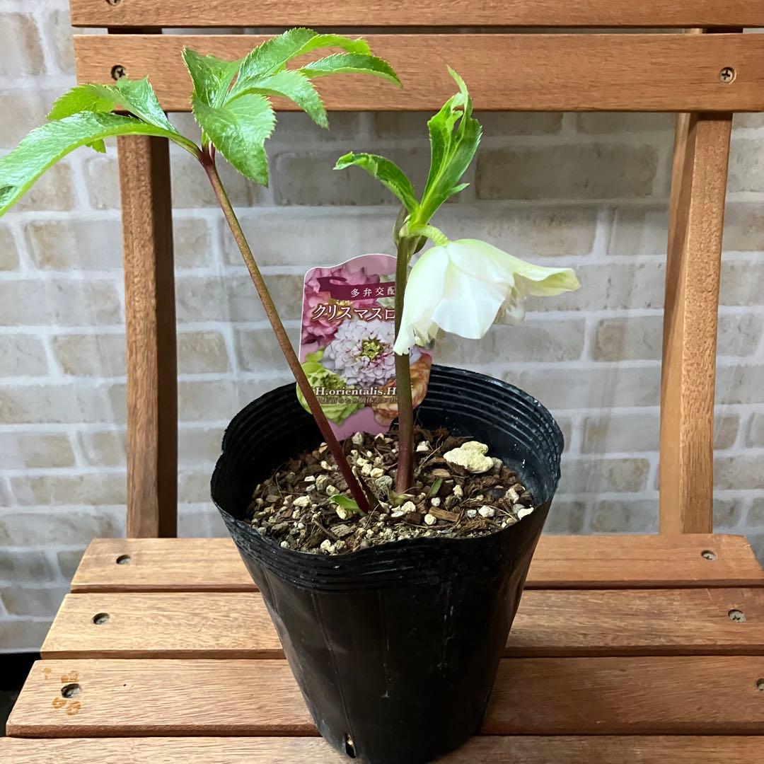 クリスマスローズ 超多弁ダブルC 4.5号ポット 花苗 開花株