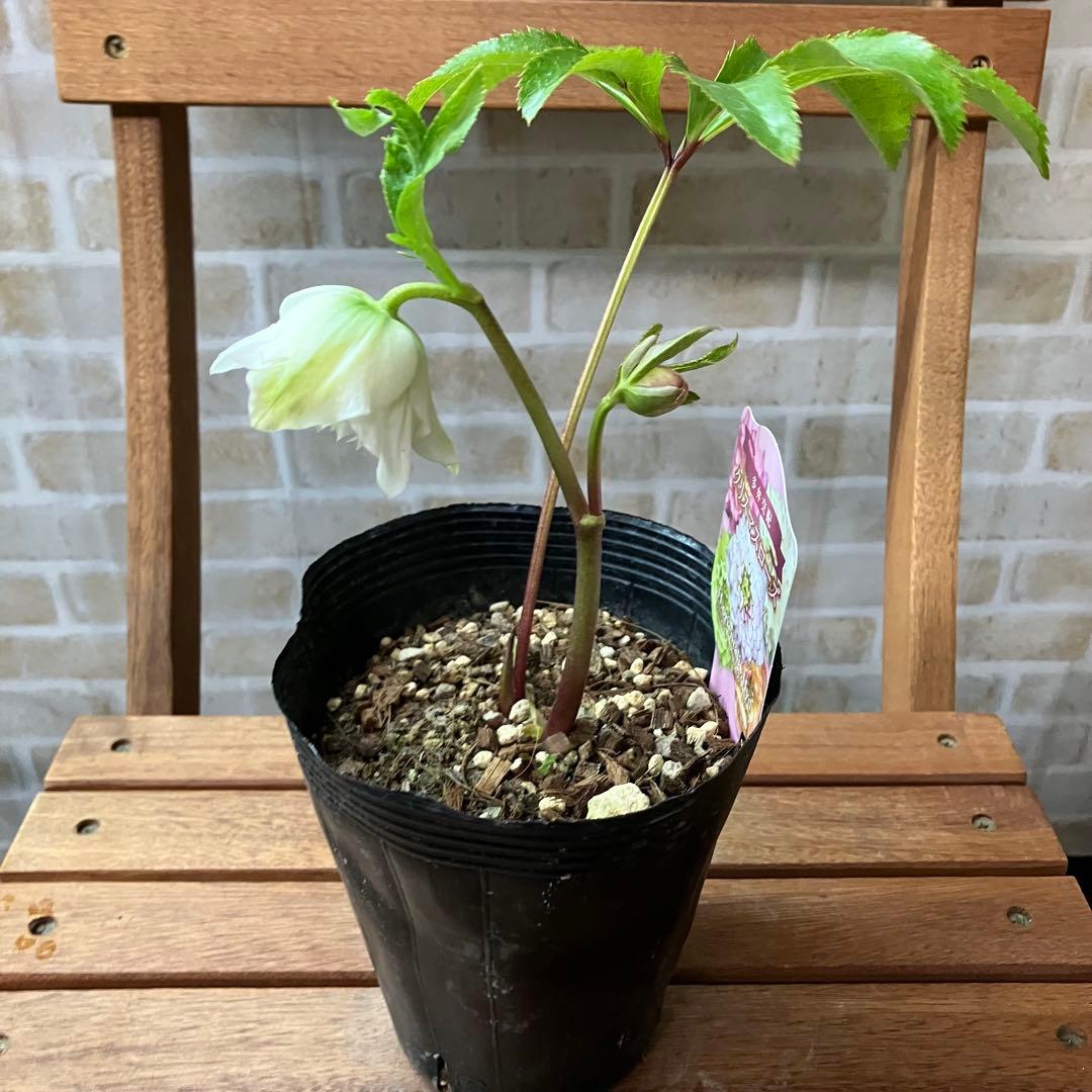 クリスマスローズ 超多弁ダブルC 4.5号ポット 花苗 開花株