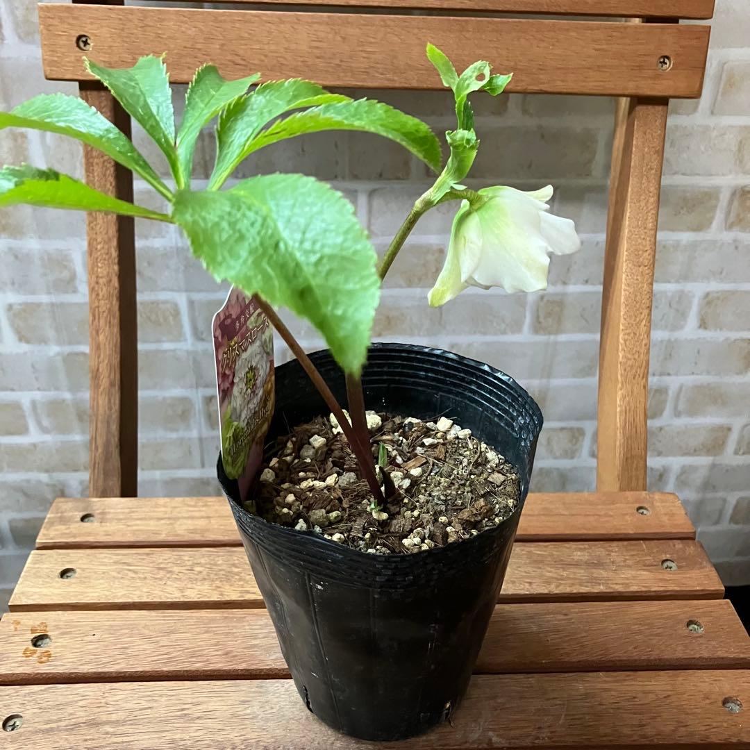 クリスマスローズ 超多弁ダブルC 4.5号ポット 花苗 開花株