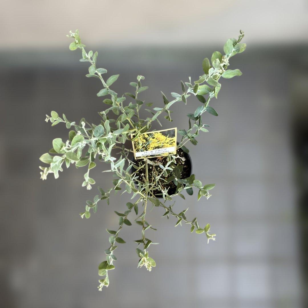 パール アカシア (真珠葉ミモザ) 正規仕入れ品新苗11