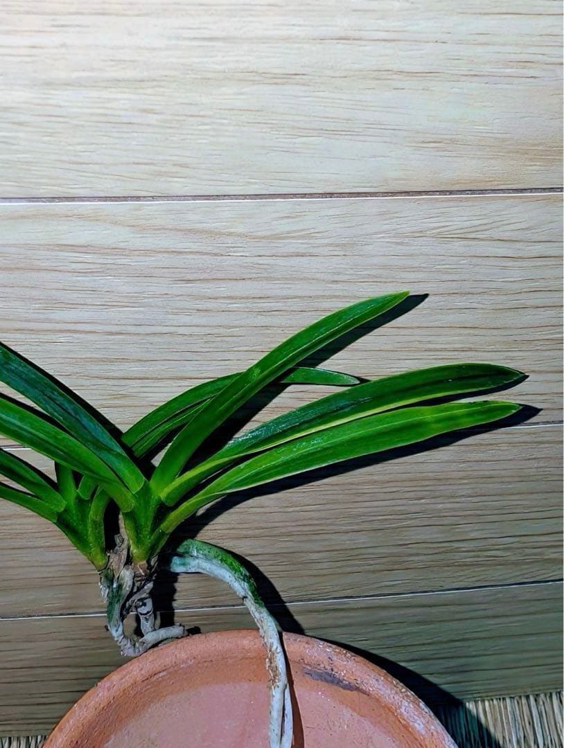 富貴蘭「克利奥佩特刺」雄一無二の青軸縞の青花品