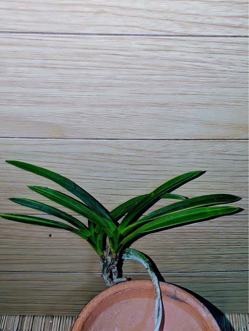 富貴蘭「克利奥佩特刺」雄一無二の青軸縞の青花品